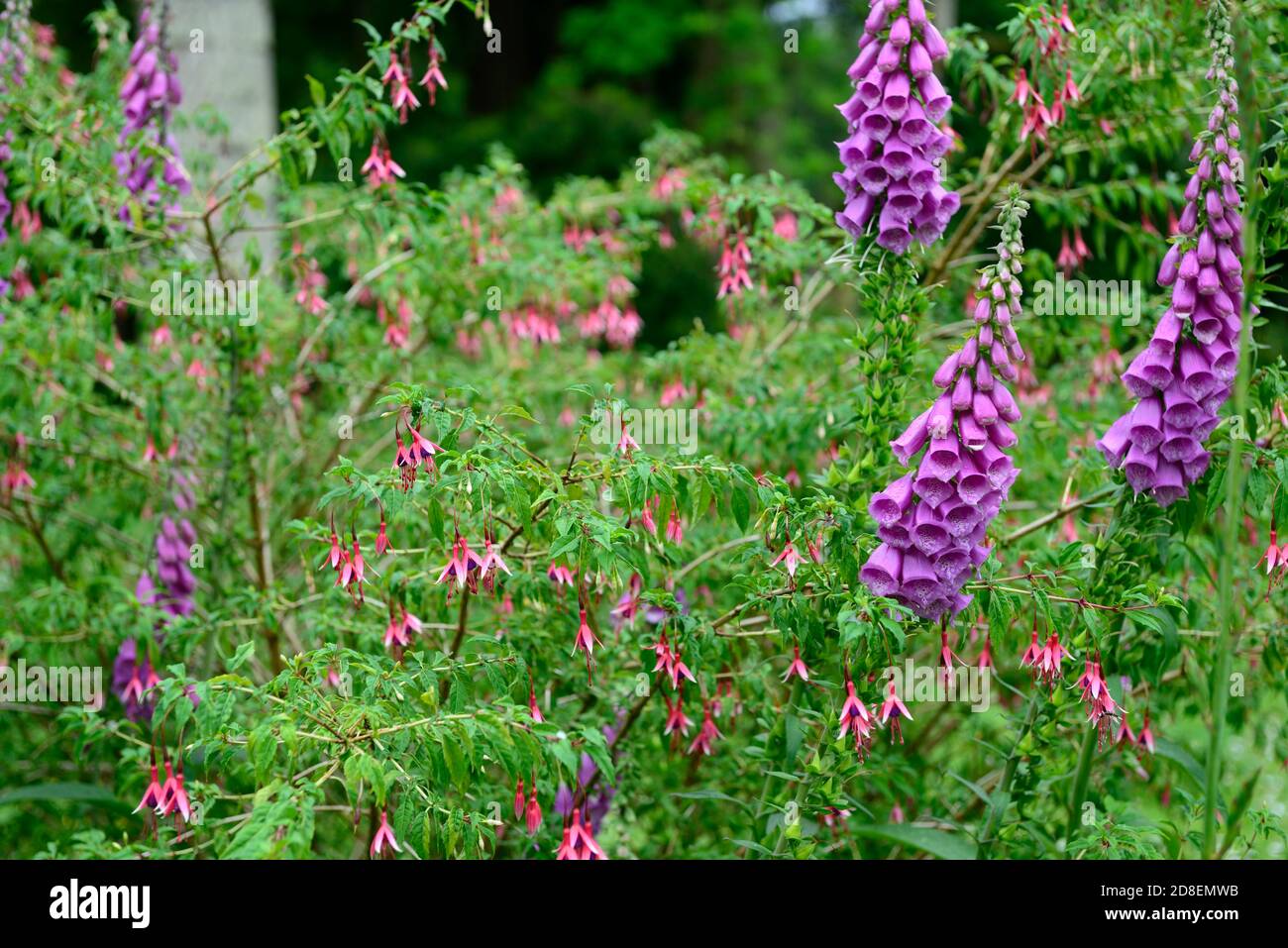 digitalis purpurea,foxglove,foxgloves,purple flower spikes, Fuchsia magellanica lady bacon,mixed planting,purple flowers,garden,RM Floral Stock Photo