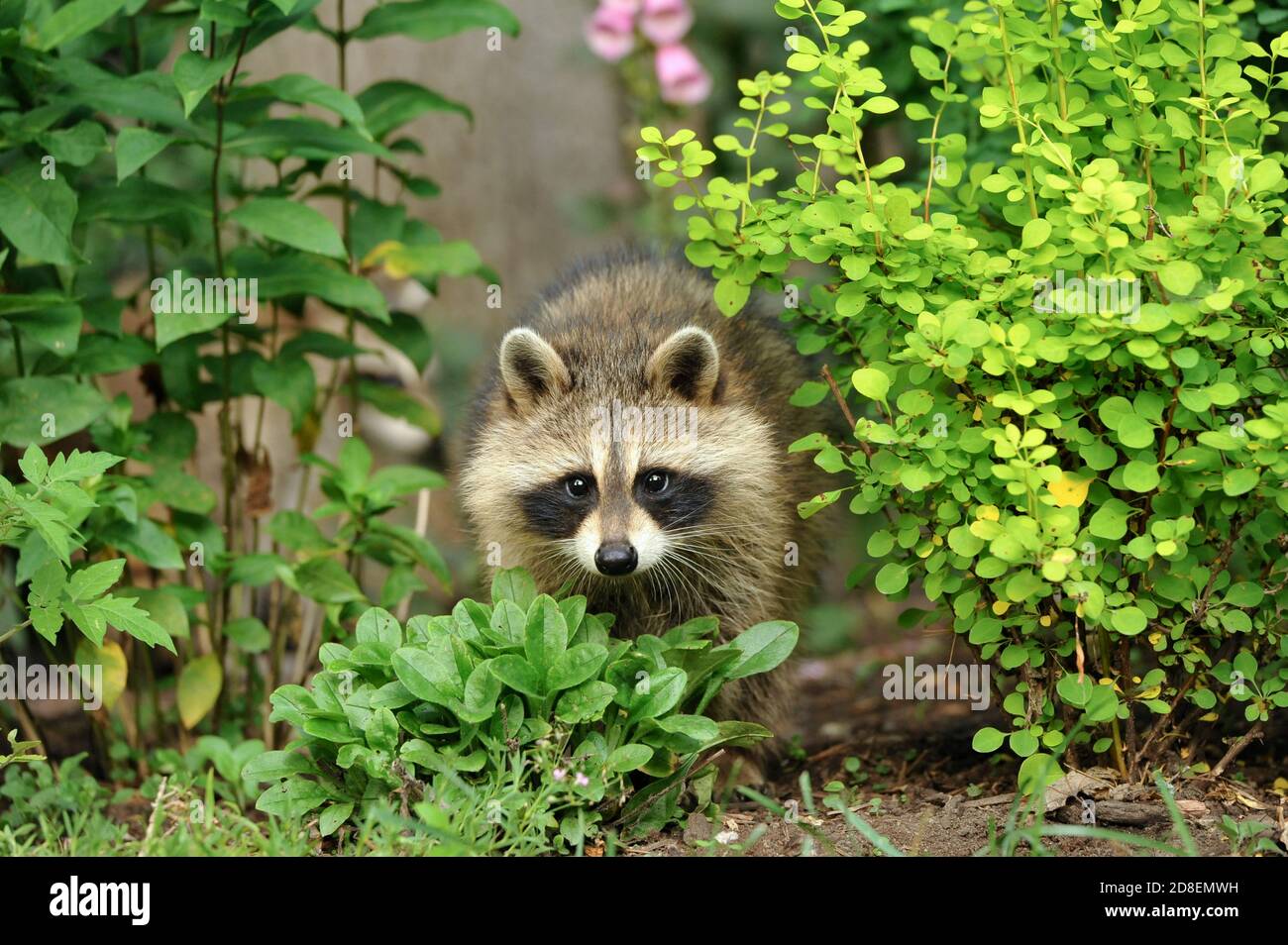 A baby raccoon in the grass Stock Photo