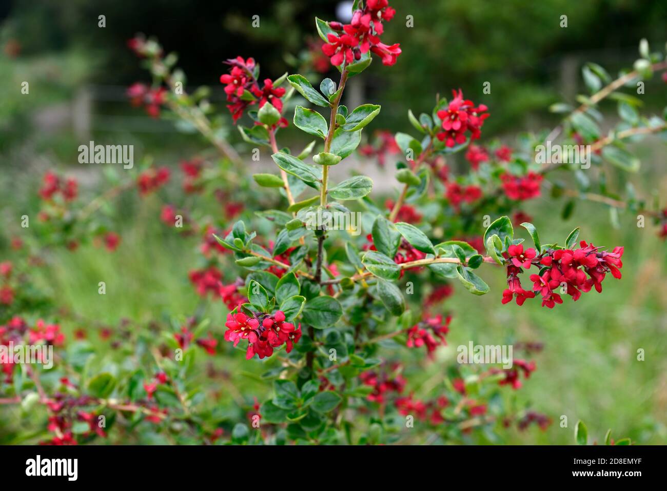 escallonia C F Ball,evergreen shrub,tubular red flowers,red flower,flowering,shrubs,evergreen leaves,foliage,evergreens,RM Floral Stock Photo