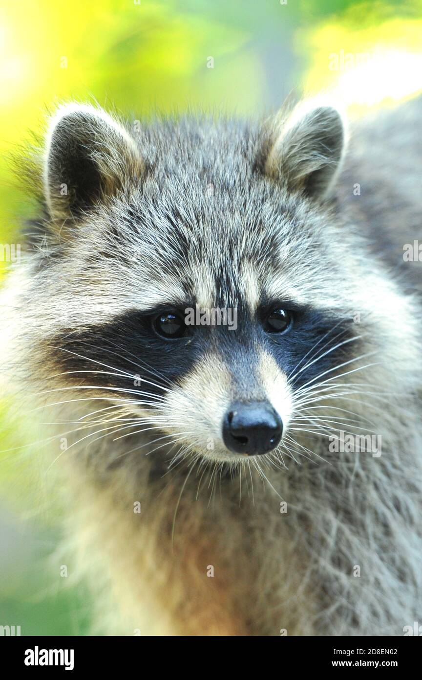 A close-up of a raccoon Stock Photo