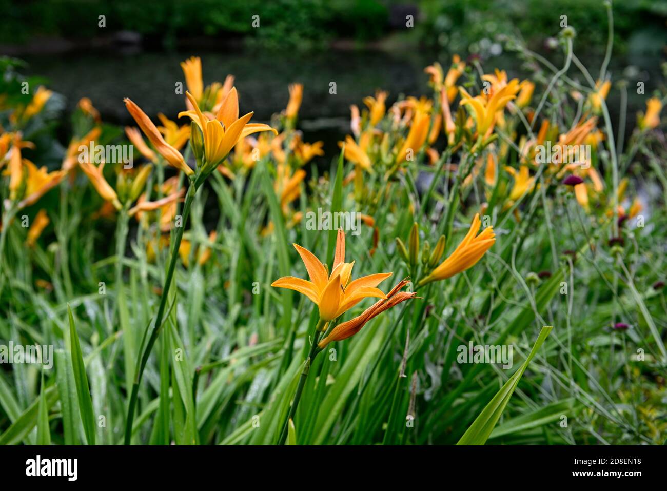 Hemerocallis fulva,common orange daylily,daylilies,orange flower,flowers,flowering,profuse blooms,profusion,blooming,RM Floral Stock Photo