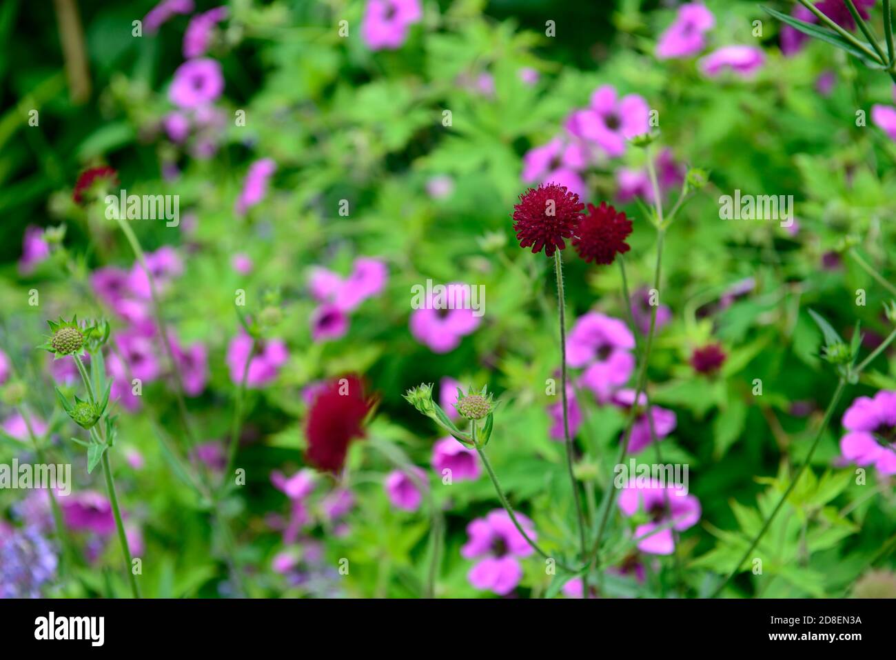 Wildflowers pink purple hi-res stock photography and images - Alamy
