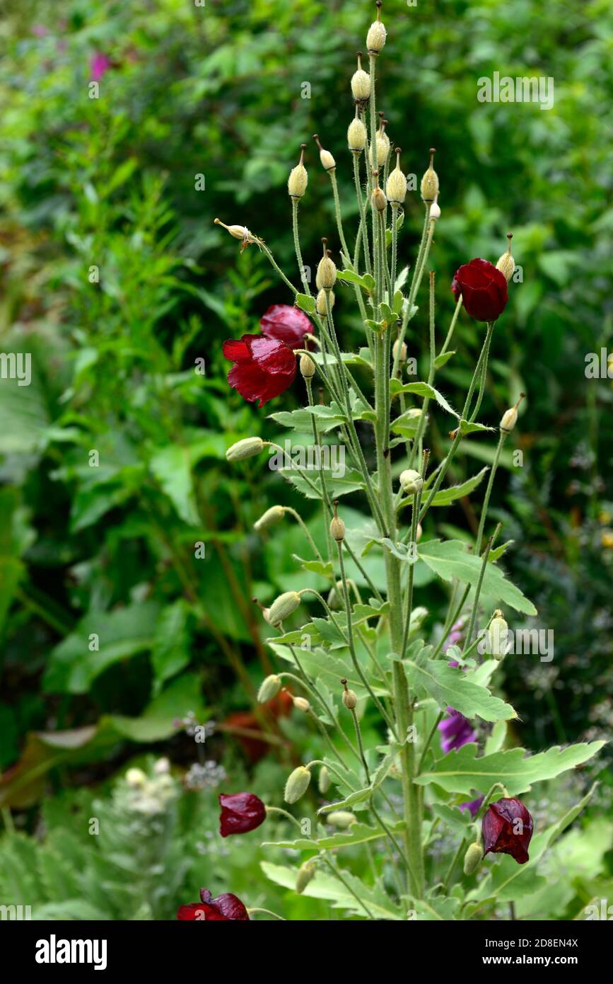 Meconopsis staintonii,red poppy,poppies,red flowers,flower,flowering,garden,monocarpic,RM Floral Stock Photo