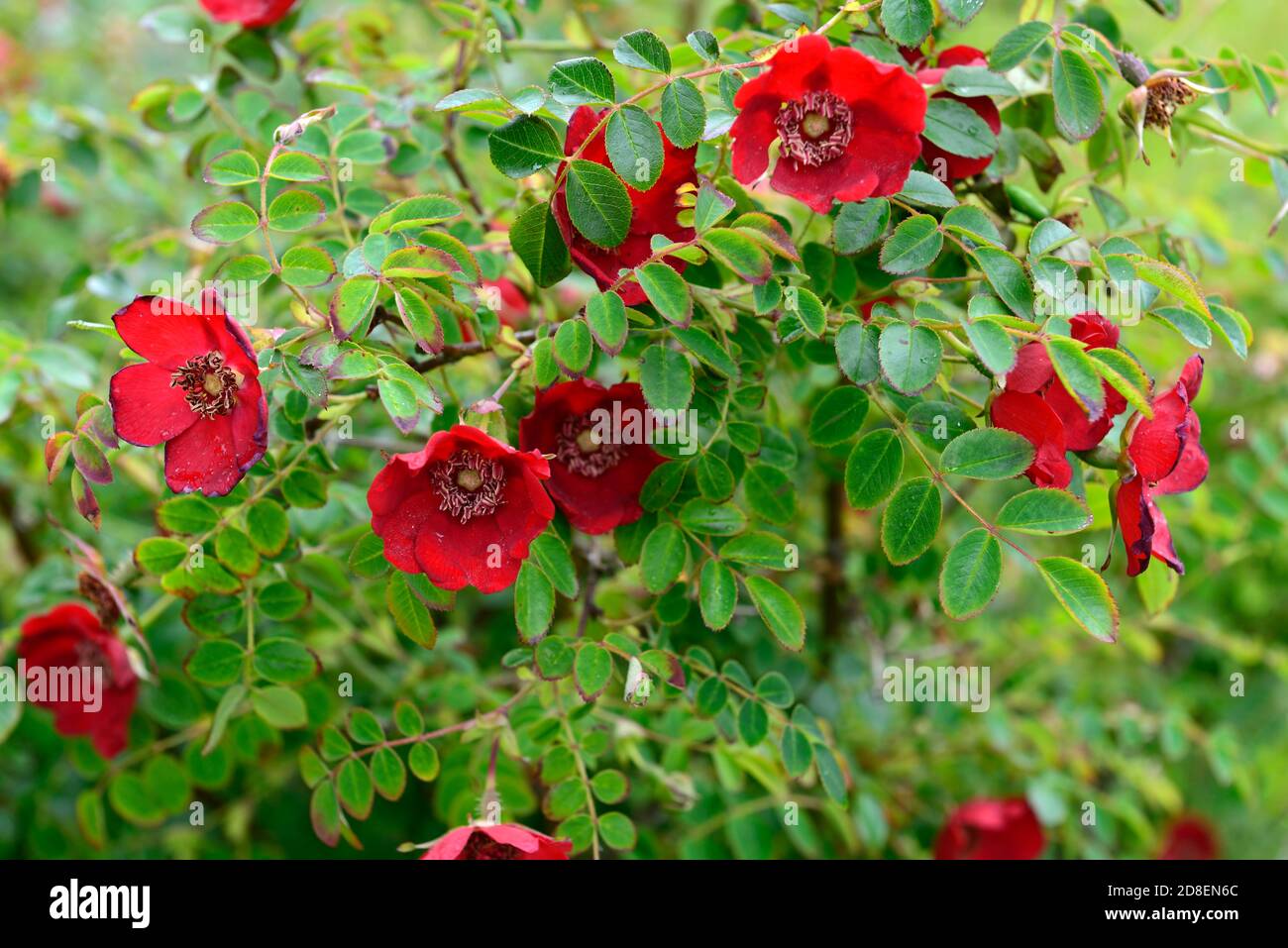 rosa moyesii geranium, hybrid, shrub rose, roses, red, flower, flowers, flowering, bloom, blooming,rm floral Stock Photo