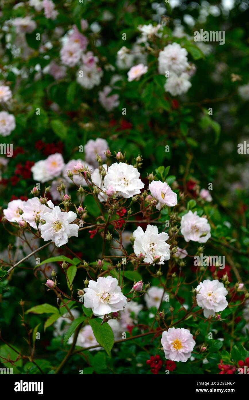 Rosa Paul's Himalayan Musk,climbing,climber,rose,roses,pink,flowers,flower,flowering,very large,vigorous,deciduous rambling rose,small fully double,ro Stock Photo