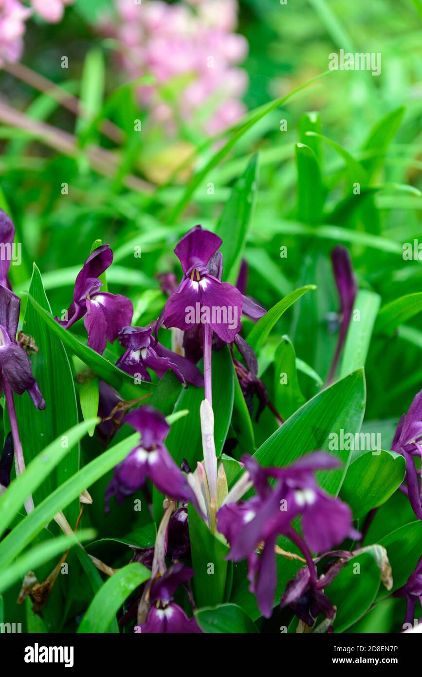 roscoea cautleyoides,purple flowers,showy orchid-like flowers,hardy ginger,flowering,RM Floral Stock Photo