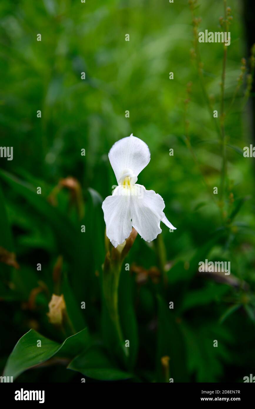 roscoea cautleyoides Ice Maiden,white flowers,showy orchid-like flowers,hardy ginger,flowering,RM Floral Stock Photo
