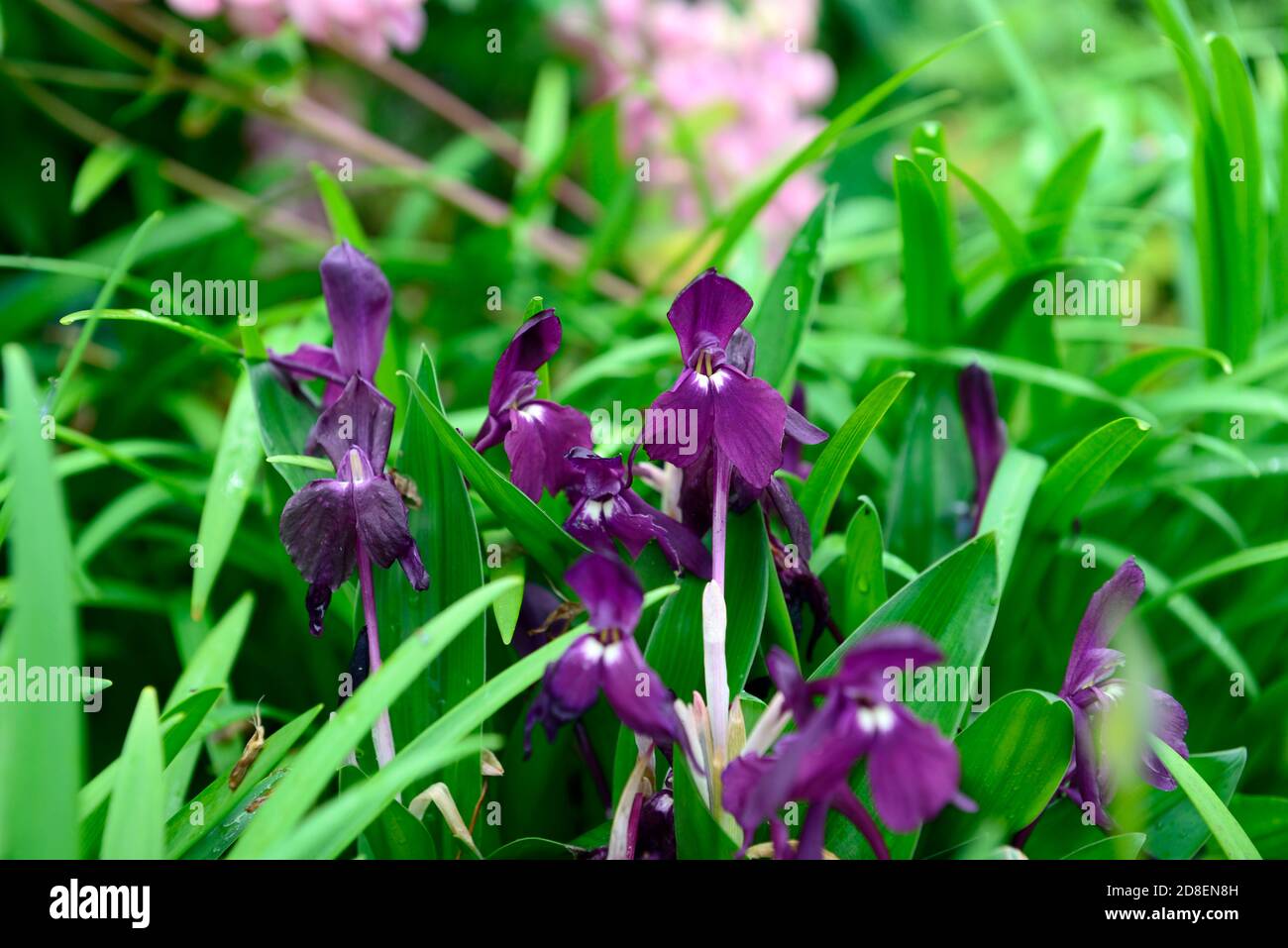 roscoea cautleyoides,purple flowers,showy orchid-like flowers,hardy ginger,flowering,RM Floral Stock Photo