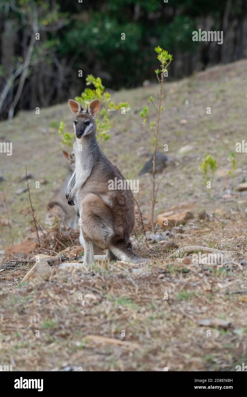 Agile Wallaby  Macropus agilis Lamington National Park, Queensland, Austraila 10 November 2019       Adult        Macropodidae Stock Photo