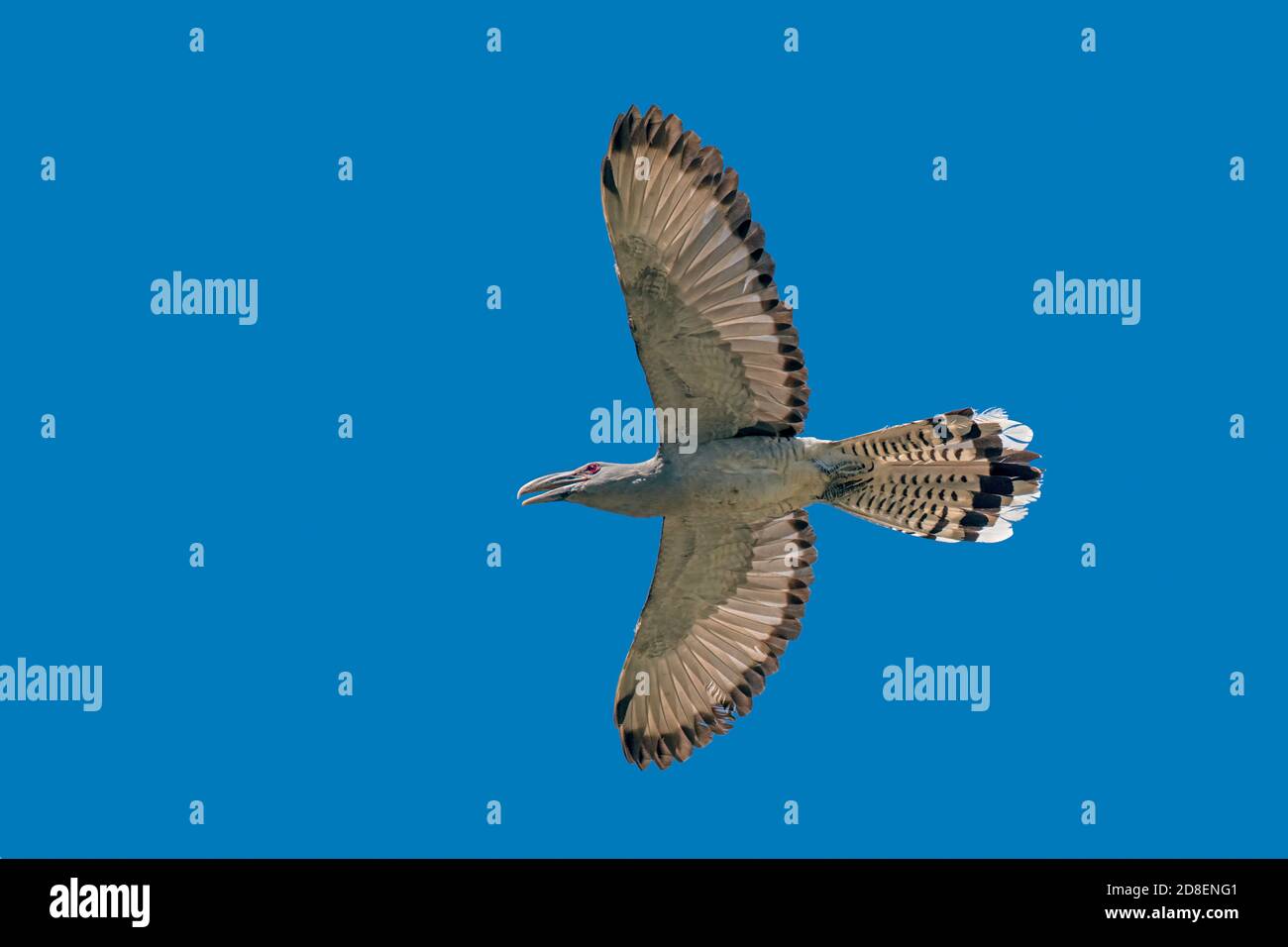 Channel-billed Cuckoo Scythrops novaehollandiae Brisbane, Queensland, Australia 8 November 2019       Adult in flight       Cuculidae Stock Photo