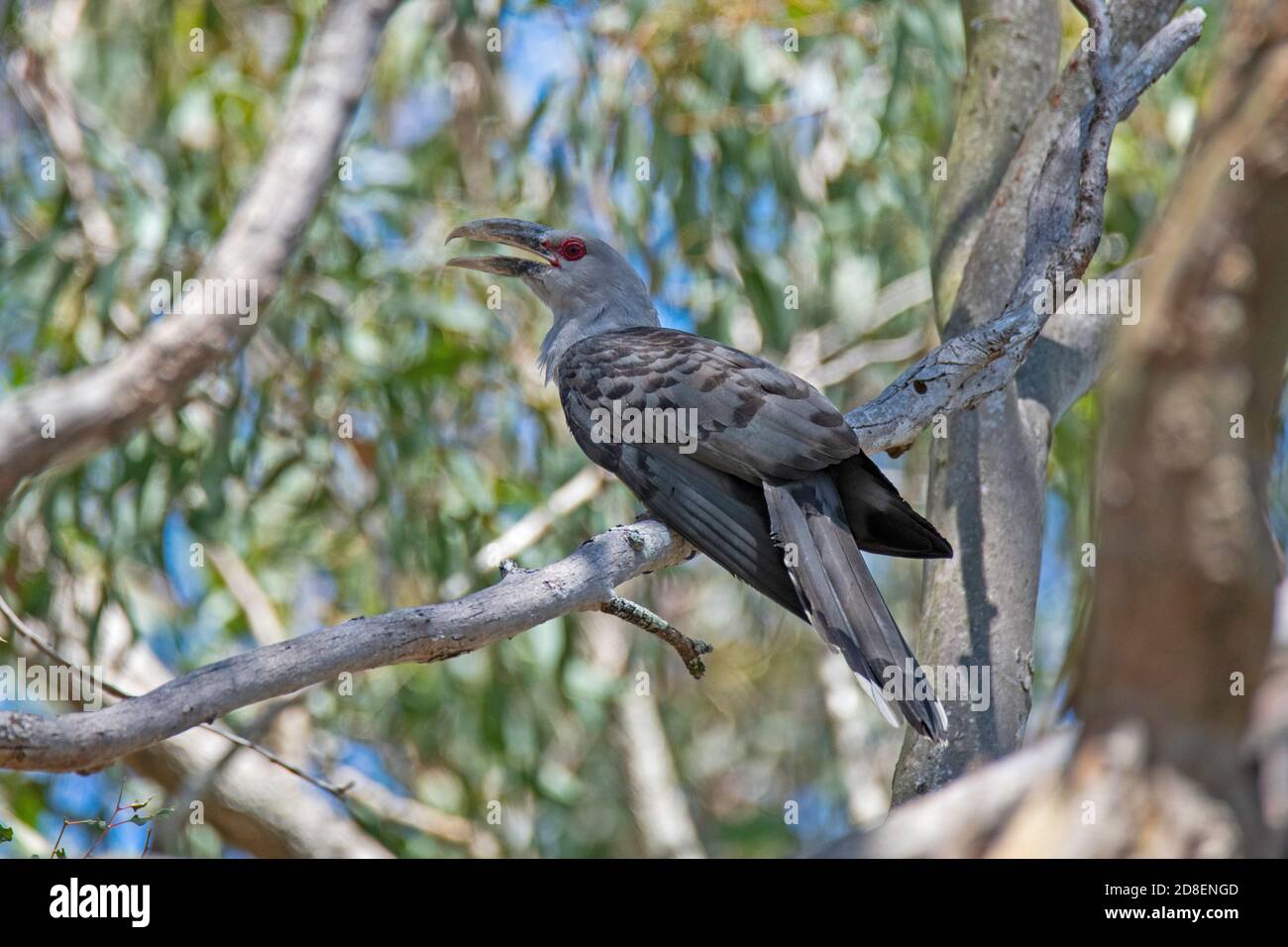 Channel-billed Cuckoo Scythrops novaehollandiae Brisbane, Queensland, Australia 8 November 2019       Adult        Cuculidae Stock Photo