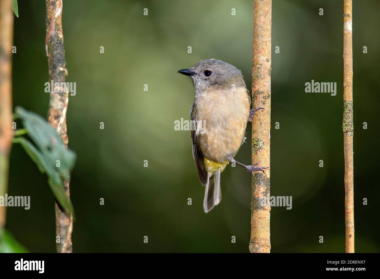 Golden Whistler Pachycephala pectoralis Cathedral Fig, Danbulla National Park, Queensland, Australia 7 November 2019      Adult Female        Pachycep Stock Photo