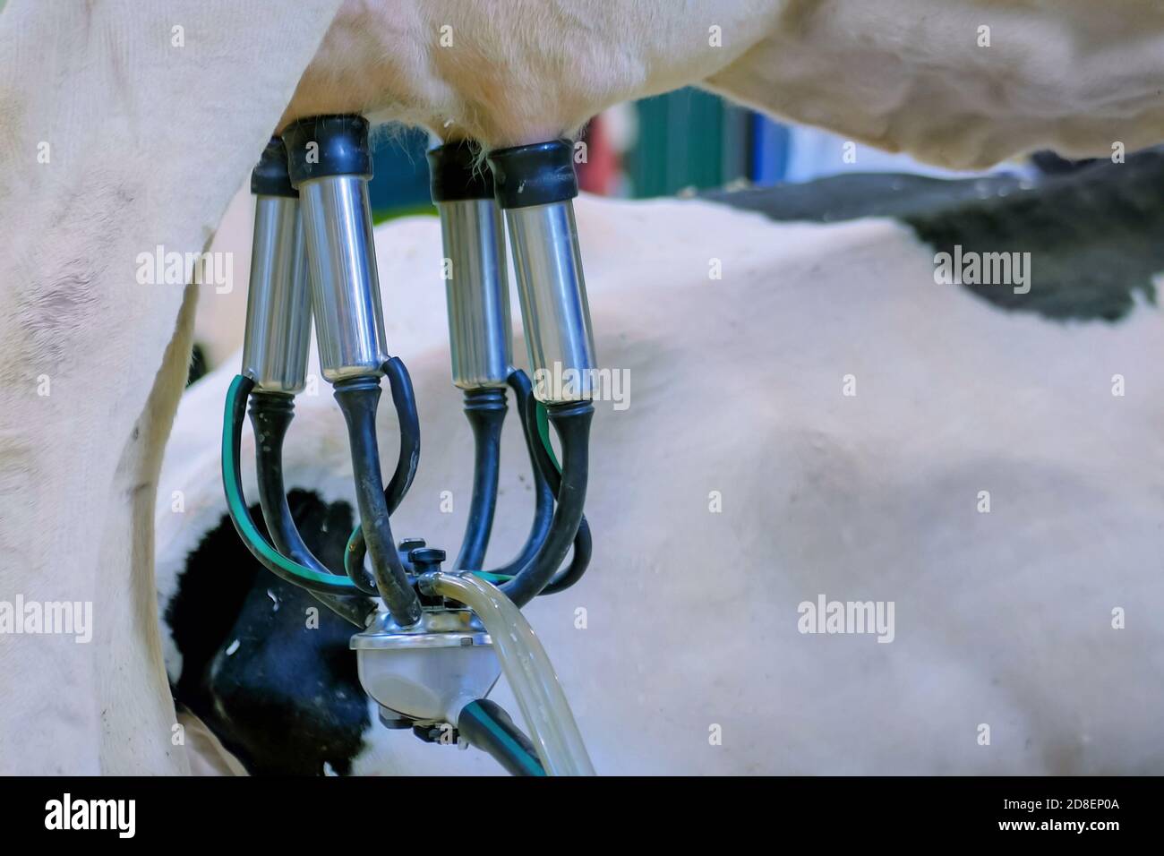 Close up view of cows udder with teat cups. Automatic cow milking