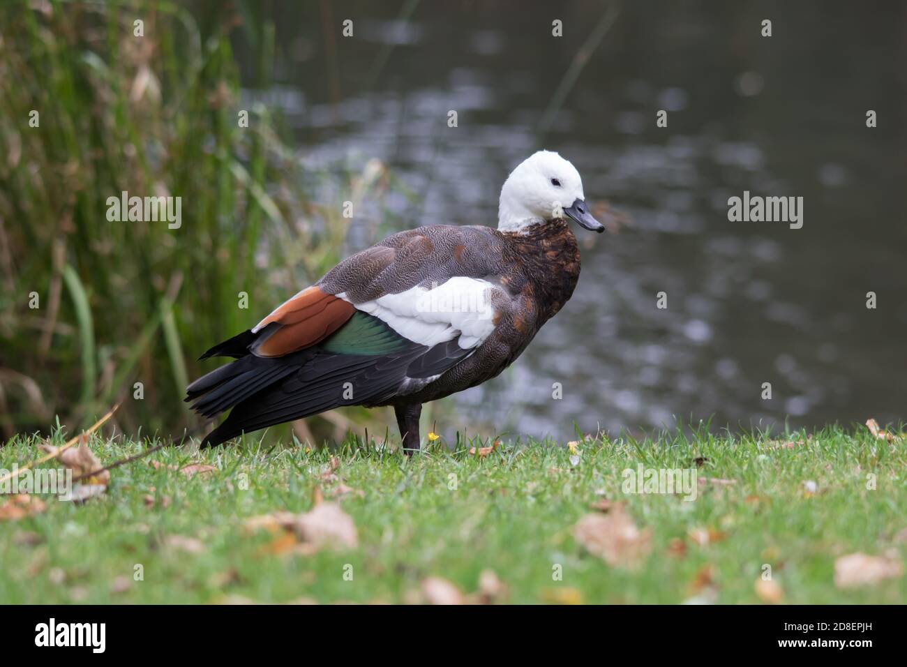 The Paradise Shelduck (Tadorna variegata) is a large gooselike duck