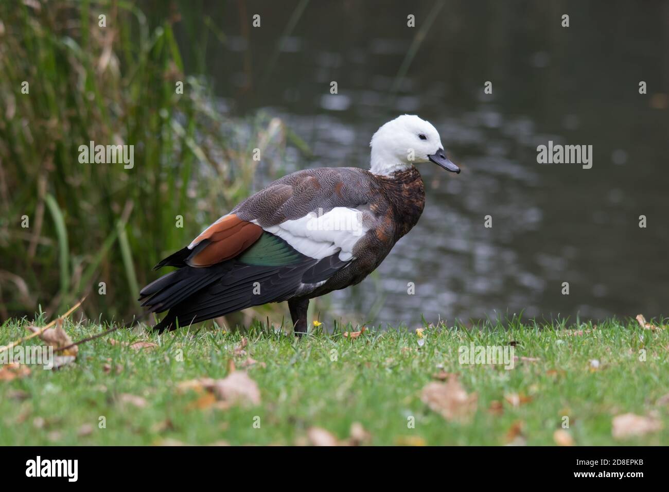 The Paradise Shelduck (Tadorna variegata) is a large goose-like duck endemic to New Zealand. Stock Photo