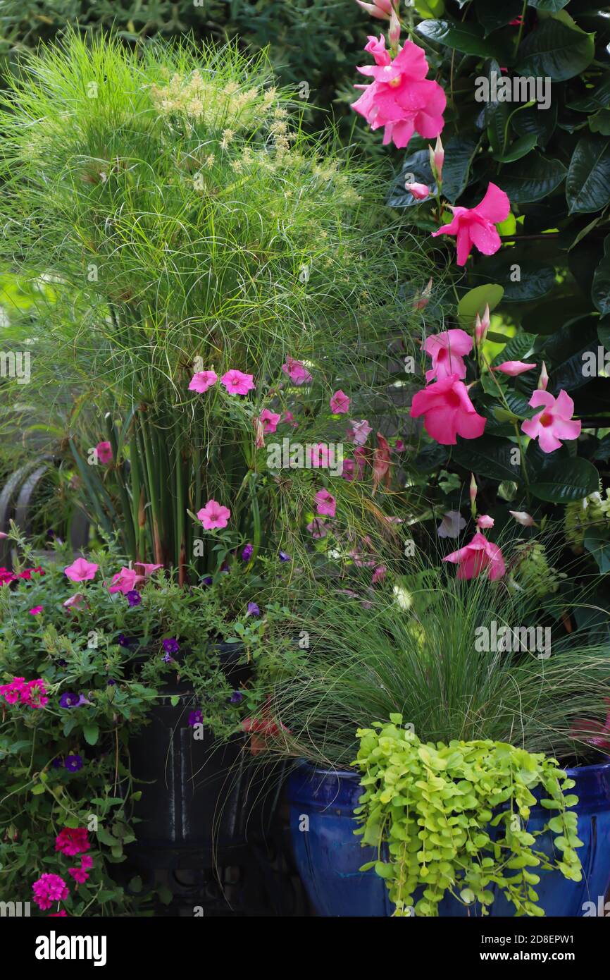 Cobalt blue garden pottery  filled with the thriller, Price tut papyrus, lime colored creeping jenny as the spiller and pink petunias as the filler Stock Photo