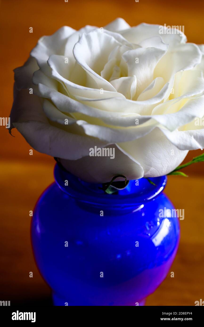 Pure white single rose in a cobalt blue vase against a dark background Stock Photo