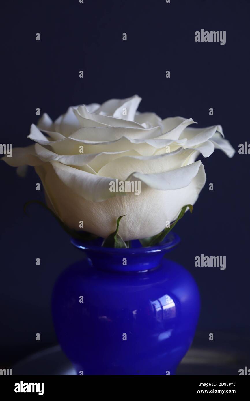 Pure white single rose in a cobalt blue vase against a dark background Stock Photo