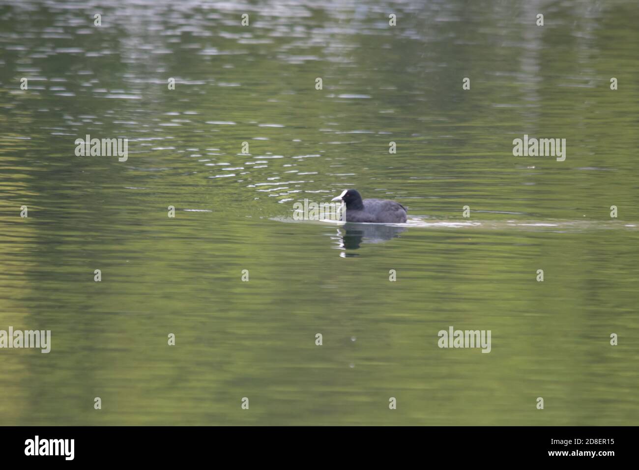 An Australian Coot (Fulica atra) also known as the Common Coot swimming on a New Zealand pond. Stock Photo