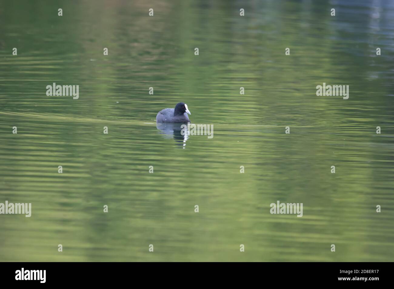 An Australian Coot (Fulica atra) also known as the Common Coot swimming on a New Zealand pond. Stock Photo