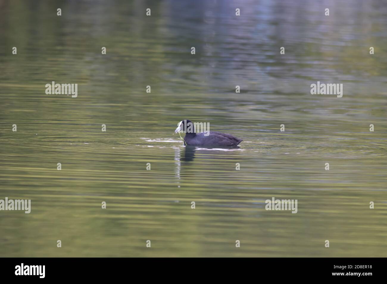 An Australian Coot (Fulica atra) also known as the Common Coot swimming on a New Zealand pond. Stock Photo