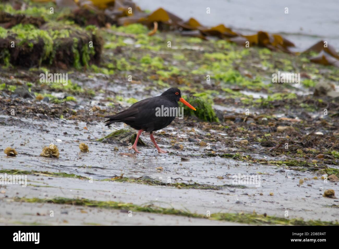 Oystercatcher family hires stock photography and images Alamy