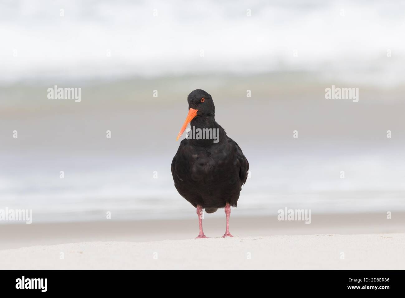 A Variable Oystercatcher (Haematopus unicolor) is a species of wader in the family Haematopodidae. It is endemic to New Zealand. Stock Photo
