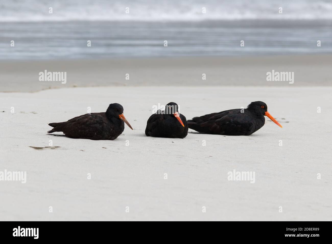 A Variable Oystercatcher (Haematopus unicolor) is a species of wader in the family Haematopodidae. It is endemic to New Zealand. Stock Photo