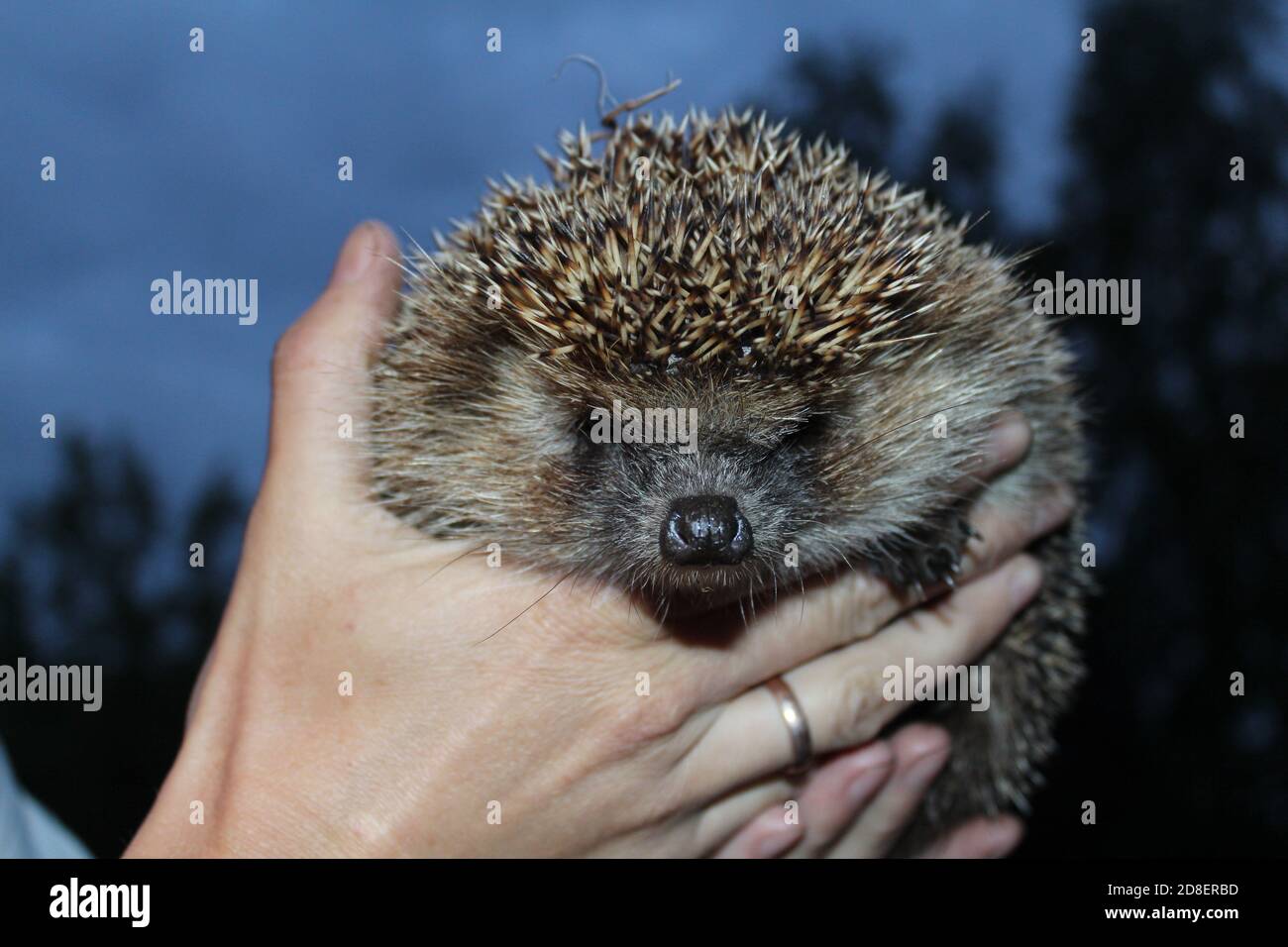 Safety with prickly wildlife garden wildlife hires stock photography