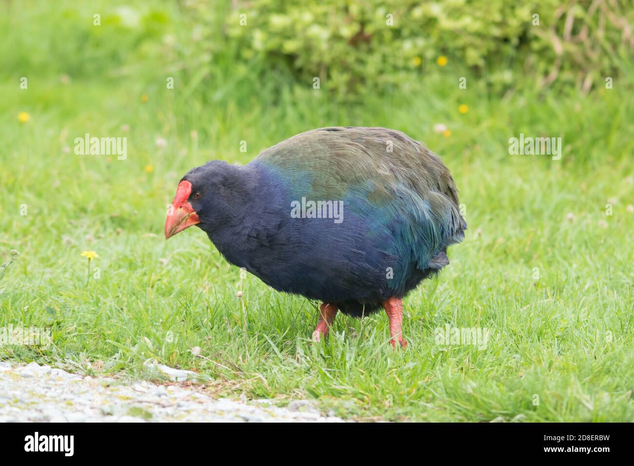 The Takahē (Porphyrio hochstetteri), also known as the South Island Takahē or Notornis, is a flightless bird indigenous to New Zealand Stock Photo