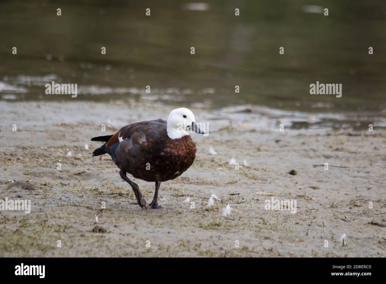 The Paradise Shelduck (Tadorna variegata) is a large goose-like duck endemic to New Zealand. Stock Photo