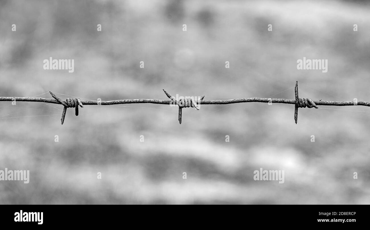 Barbed wire close up Stock Photo Alamy