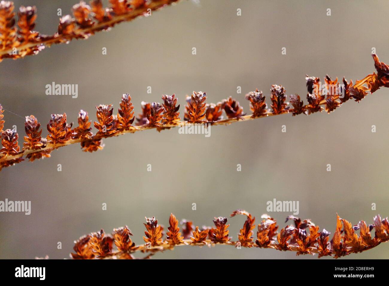 Golden brown fern leaf with sporangia on a sunny autumn day in the forest. Vintage autumn natural background. Stock Photo