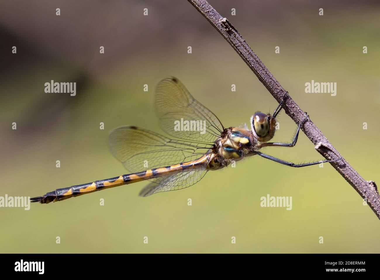 Australian Emerald Dragonfly resting on tree branch Stock Photo