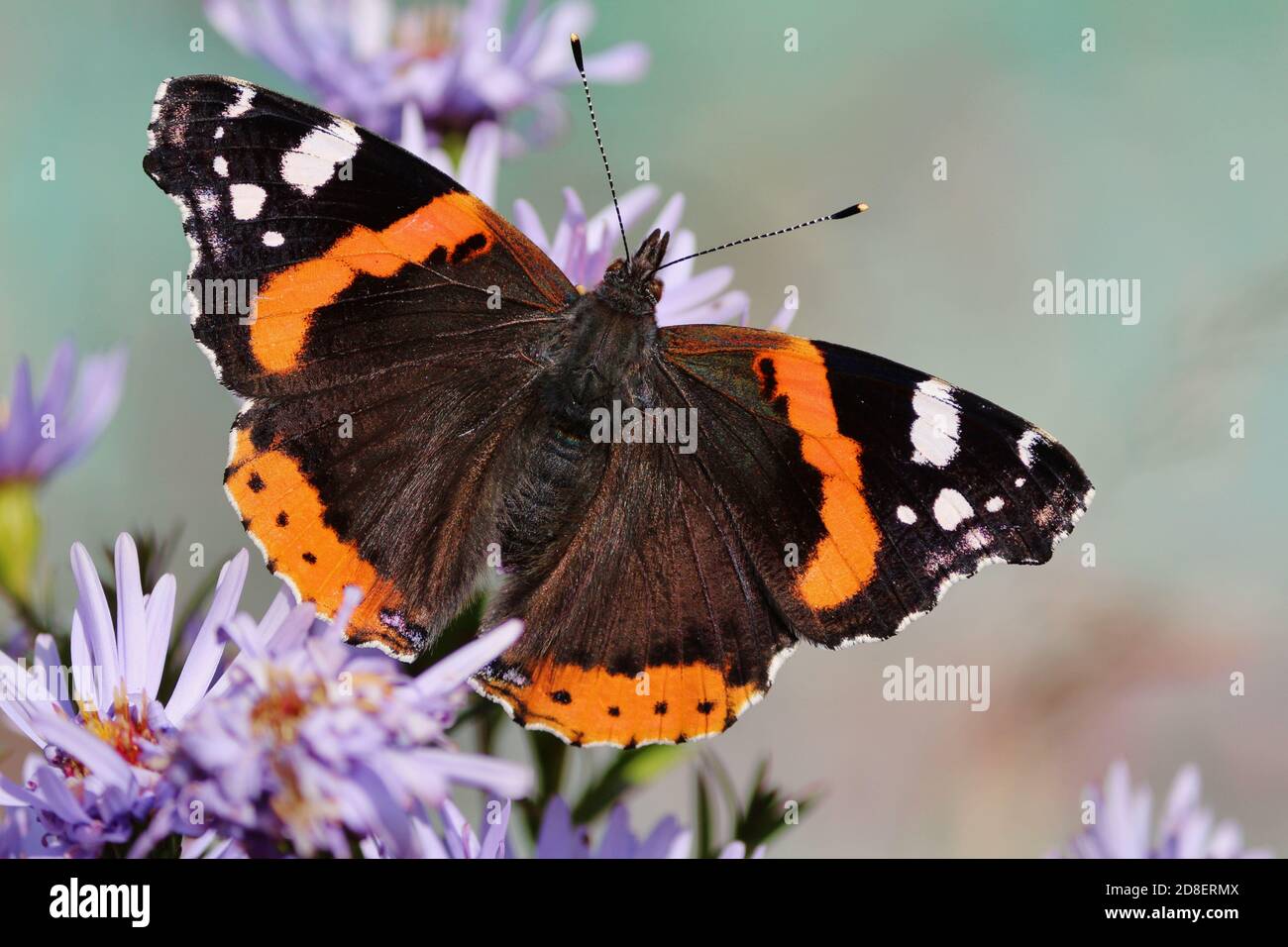 Colorful background butterfly and flowers. Northern Red Admiral butterfly is sitting on purple flowers of Symphyotrichum novi-belgii. Stock Photo