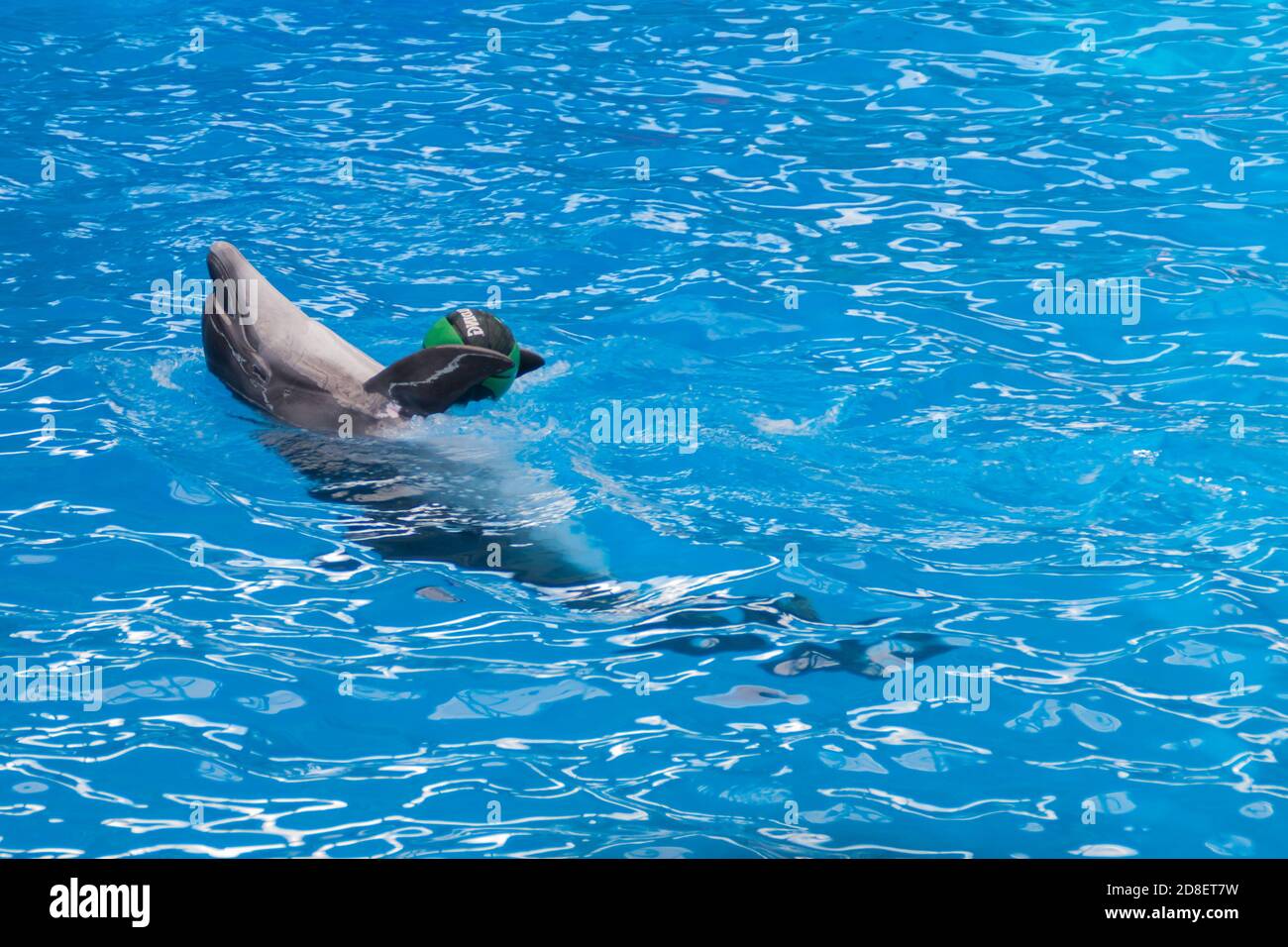 Cute gray dolphins swim in blue water. copy space, place for your text. bottlenose dolphins, wild marine mammals. blank for advertising swimming with dolphins, dolphinarium, shows, aquarium, Stock Photo