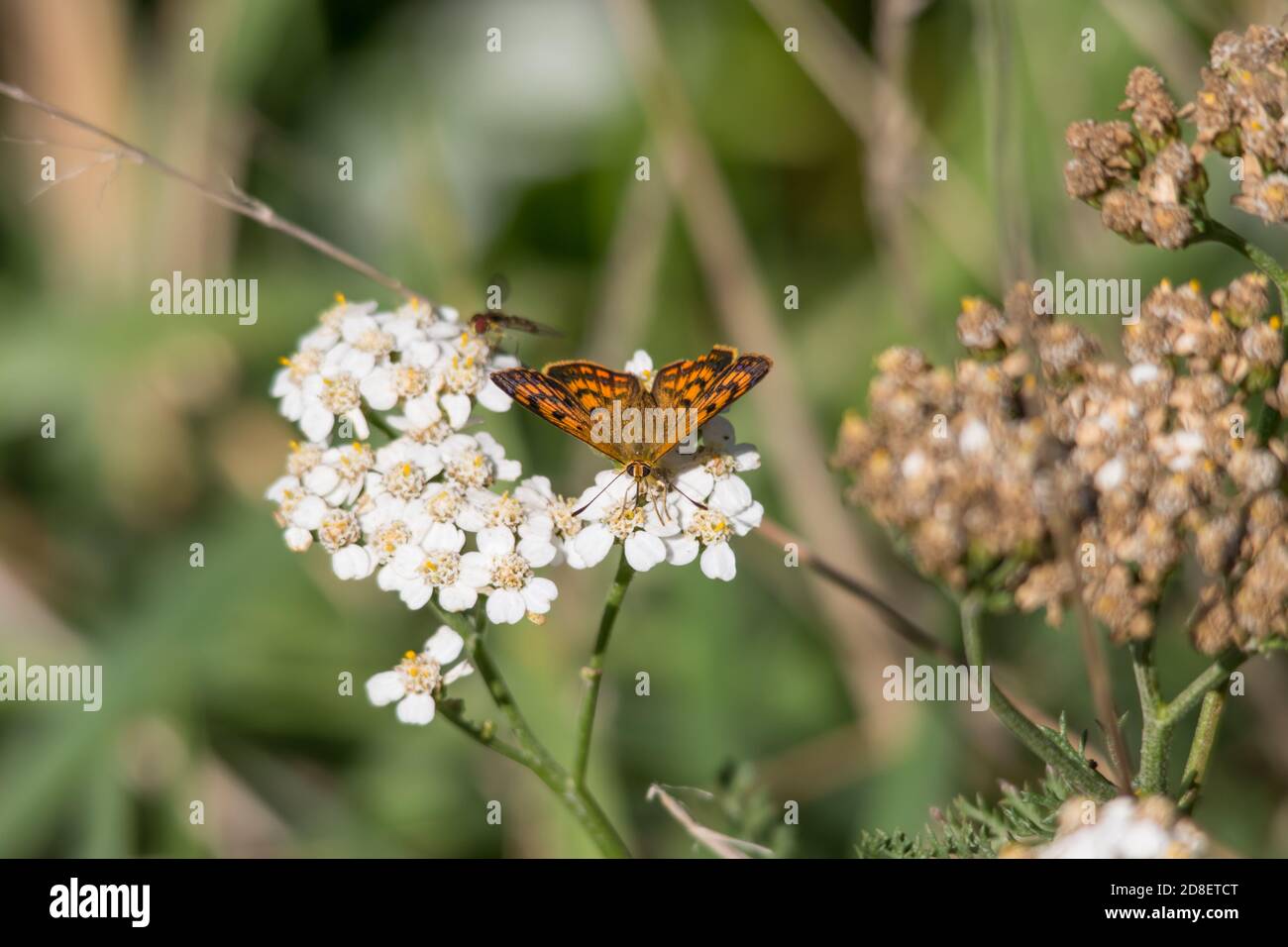 Lycaena salustius, the Common Copper, is a butterfly of the family Lycaenidae. It is found in New Zealand. Stock Photo
