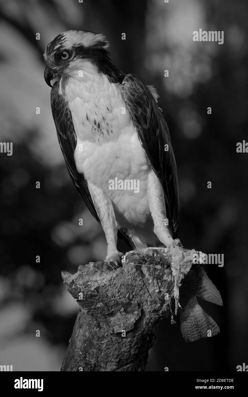 Monochrome of Osprey Perched With Fish In Lakeland, FL, USA Stock Photo