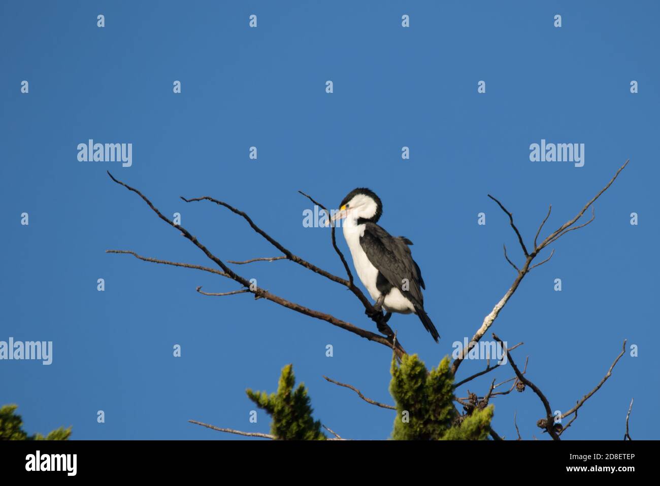 The Australian Pied Cormorant (Phalacrocorax varius), is also known as the Pied Cormorant, Pied Shag, and the Great Pied Cormorant Stock Photo