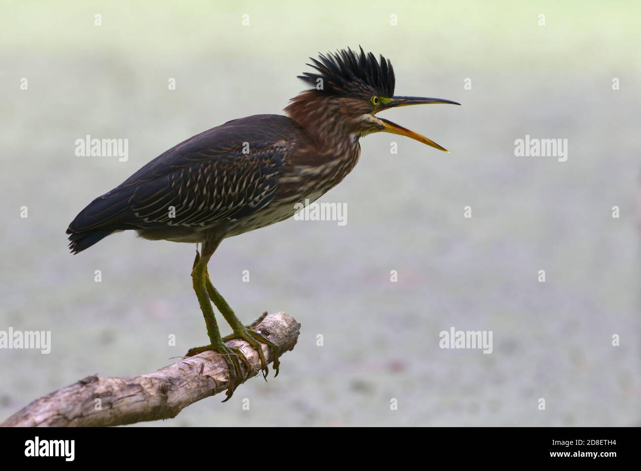 Green Heron Croaking Perched On Branch With Crest Up Over Duckweed Pond In Pottersville, NJ, USA Stock Photo
