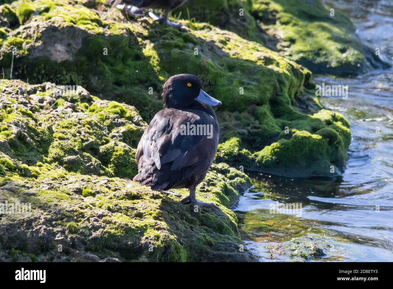 The New Zealand Scaup (Aythya novaeseelandiae) commonly known as a Black Teal, is a diving duck species of the genus Aythya. Stock Photo