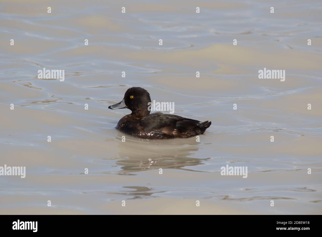 The New Zealand Scaup (Aythya novaeseelandiae) commonly known as a Black Teal, is a diving duck species of the genus Aythya. Stock Photo