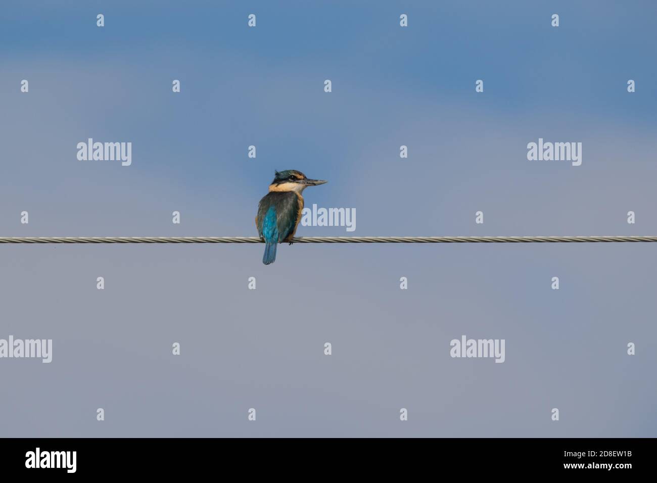 New Zealand Kingfisher (Todiramphus sanctus) also known as Sacred Kingfisher and kotare perch on a wire watching out for danger. Stock Photo