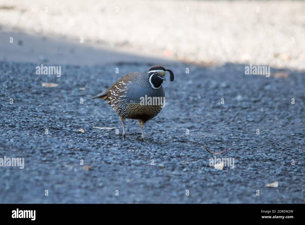 A California Quail (Callipepla californica), also known as the California Valley Quail or Valley Quail, introduced into New Zealand. Stock Photo