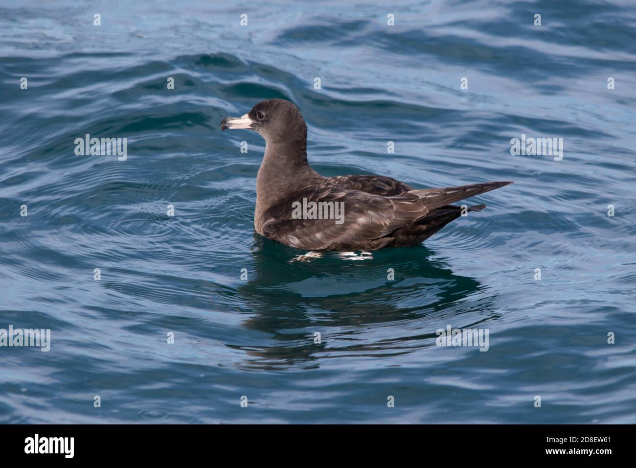 A Flesh-footed Shearwater (Ardenna carneipes; formerly Puffinus carneipes) photographed off the coast of New Zealand. Stock Photo