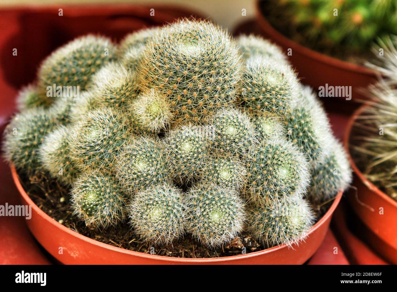 Beautiful Rebutia Nitida cactus plant in a garden in Spain Stock Photo