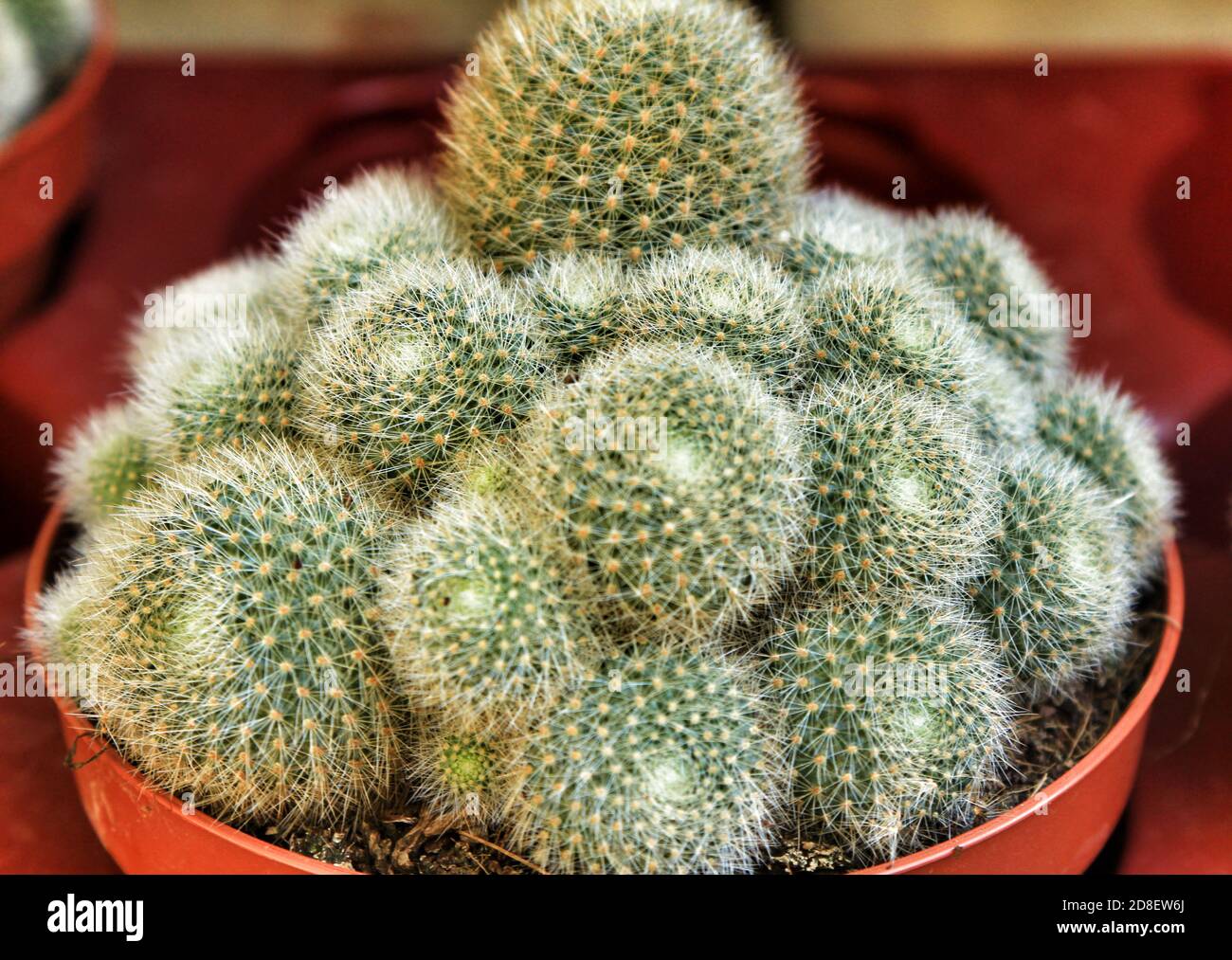 Beautiful Rebutia Nitida cactus plant in a garden in Spain Stock Photo