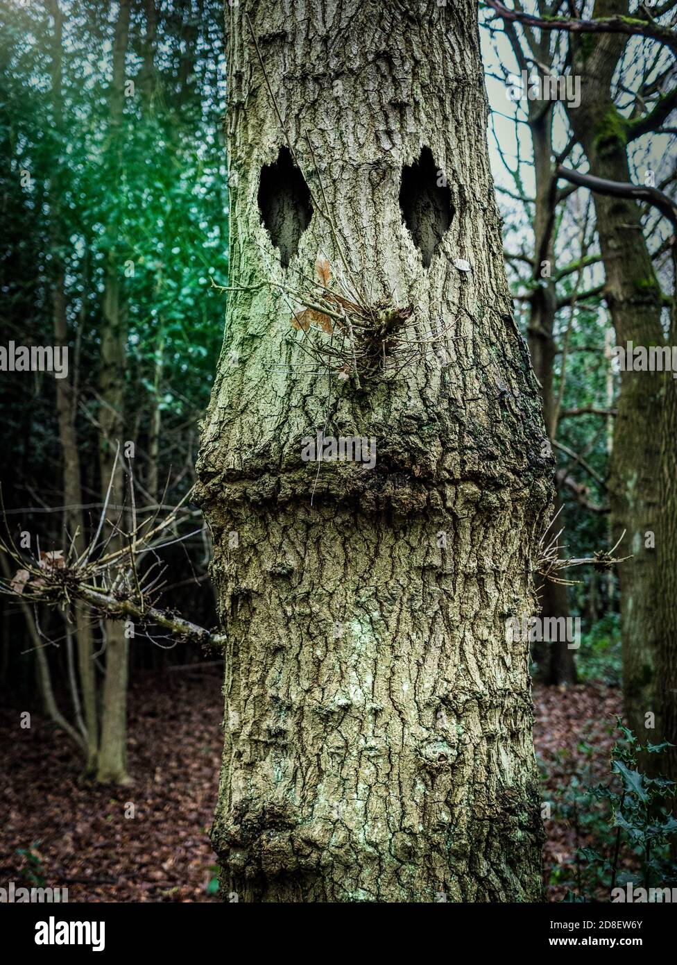 Tree with a funny face Stock Photo