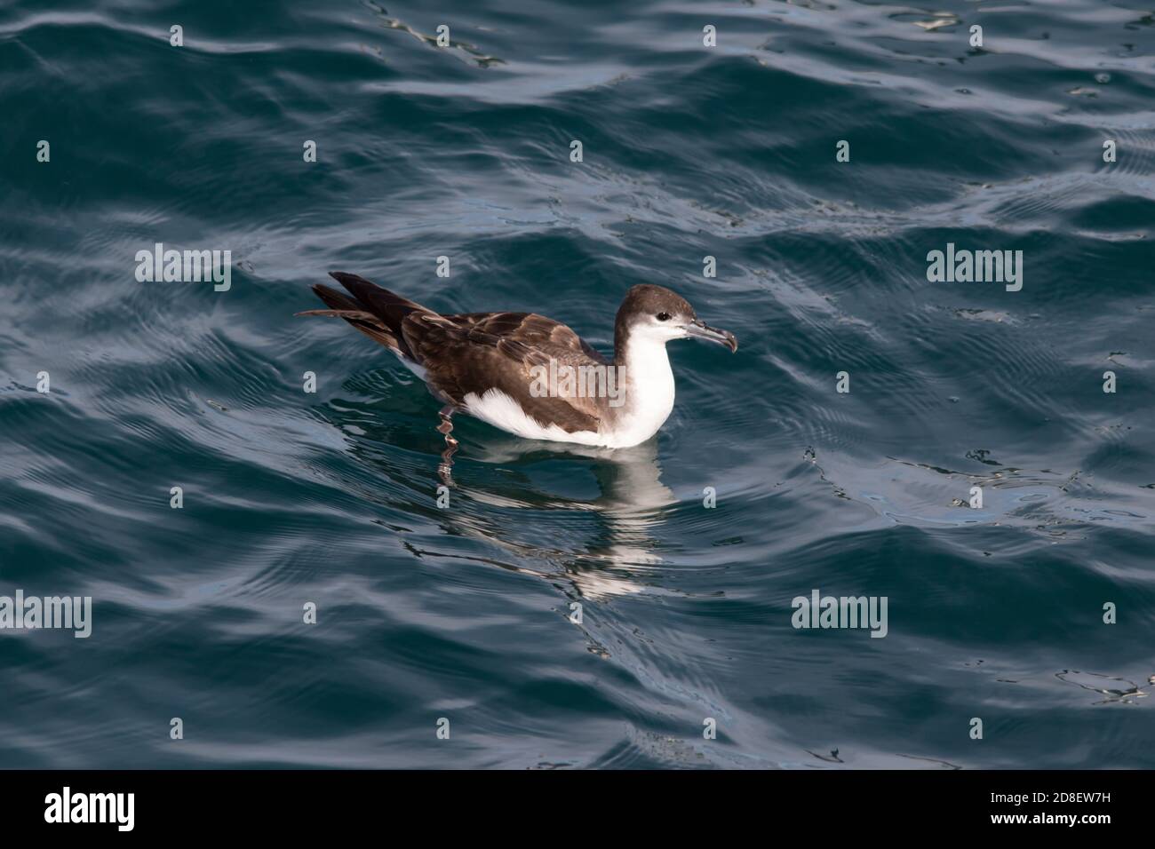 Buller's Shearwater (Ardenna bulleri) also known as the Grey-backed Shearwater or New Zealand Shearwater. Stock Photo