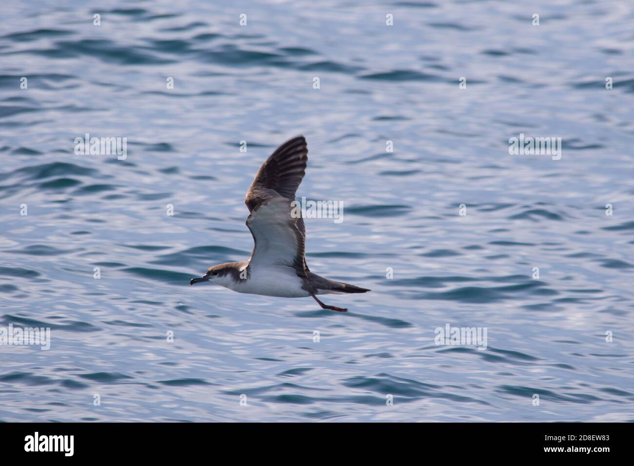 The Fluttering Shearwater (Puffinus gavia) is an endemic bird to New Zealand Stock Photo